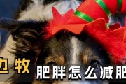 狗狗肥胖的危害及减肥方法（为爱宠提供健康的生活——狗狗减肥不仅仅是不吃饭）