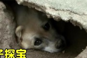 为什么狗狗会挖洞？（探索狗狗挖洞行为的原因和意义）