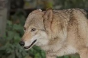 以犬是狗的品种还是狼的品种？（揭开以犬的身世之谜-探索其与狗与狼的关系）