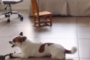 狗为什么喜欢趴地上？（探索狗趴地上的原因与意义）