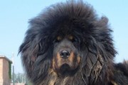 藏獒不是最厉害的狗，这些犬种也很出色（以宠物为主，了解不同犬种的特点与魅力）