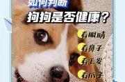 小狗养成指南（为你的新家庭成员提供最好的护理和关爱）