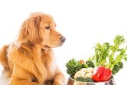怎样预防和治疗狗狗的消化不良（以健康的饮食习惯为关键，让爱宠无忧）