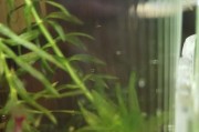 养樱花虾的全面指南（让您成为樱花虾养殖的专家！）
