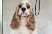 可卡犬的魅力与家庭养殖现象（探索可卡犬成为宠物犬热门选择的原因与适应家庭环境的优势）
