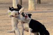 边牧为什么爱打架？（探索边牧犬爱打架的原因及解决方法）