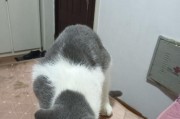 小猫可以吃哪些水果？（为宠物猫提供健康的水果零食）