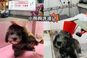 狗妈妈生下小狗后多久才能洗澡？（了解适当的洗澡时间有助于狗宝宝的健康成长）