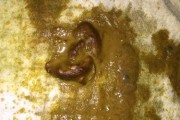 泰迪狗狗呕吐的原因及应对措施（揭秘泰迪狗狗呕吐的根源，从饮食到健康全方位解读）