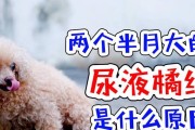 狗撒红尿是什么病？详解狗尿液异常现象及可能疾病（狗撒红尿的症状、原因和治疗方法一览）