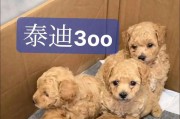 泰迪小狗的奔跑天赋与速度（探秘泰迪小狗独特的奔跑特点及训练技巧）