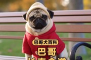 揭秘狗狗眼睛为何会变大的奥秘（解析营养与环境对狗狗眼睛生长的重要影响）