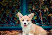 内服药还是外用药，幼犬驱虫的最佳选择？（狗狗喜好是决定因素！）