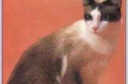 探寻土耳其梵猫的独特魅力（一窥土耳其梵猫各品种的特色美貌）