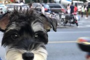 泰迪犬与贵宾犬的亲密交流（探索泰迪犬与贵宾犬之间的深厚情谊）
