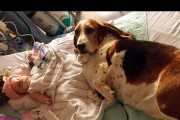 狗狗怀孕后为何特别能睡觉？（探究狗狗怀孕期的睡眠特点）