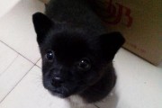 揭秘狗狗蛋为何黑色（探索狗狗蛋的神秘之处）