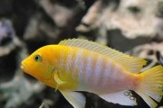 蓝宝石鱼的饲养方法（打造健康、美丽的蓝宝石水族箱）
