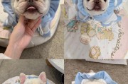 《萌宠法斗饲养必知，关注这些问题》（萌宠法斗养成离不开的15个要点）