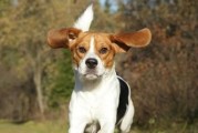 米格鲁猎犬的饲养指南（做好它的健康和幸福，享受美好的生活）