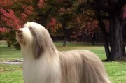 长毛犬的毛发如何护理？需要注意什么？