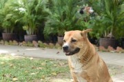 农村田园犬的魅力（中华田园犬的亲切与可爱，谁能抵挡？）