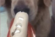 哈士奇吐水问题的药物治疗方法（探索解决哈士奇吐水问题的有效药物治疗）