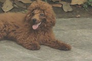 泰迪犬5个月龄外貌和特征（揭秘泰迪宝宝长大的样子和发展特点）