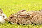 养护英国斑点兔，宠爱宠物生活（了解斑点兔的基本需求与健康饲养）