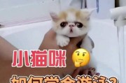 揭秘猫咪洗澡的时机（解密猫咪洗澡的秘密和技巧，轻松让你的毛球变成香喷喷！）