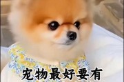 《狗狗的好听名字大全，选择你的忠诚伙伴》（寻找狗狗好听名字，尽在这里！）
