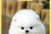 狗狗血统（探寻狗狗血统的奥秘，揭开狗狗品种的背后故事）