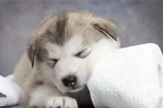 狗狗食欲大增（为什么狗狗的食量突然增加？解读不只是为了长身体的原因）