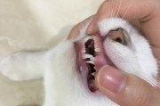 小猫的牙齿恢复需要多长时间？（了解小猫牙齿生长周期及护理要点）