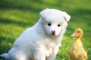 探寻银狐犬之美——色彩中的精彩（狐狸般的魅力，银狐犬的色彩之谜）