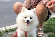 狗狗护毛，从橄榄油开始（用橄榄油给狗狗护毛，让毛发更健康）
