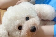 比熊嘴中臭味之谜（探索比熊口臭问题的原因及解决方法）