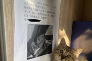 当猫咪丢了，意味着什么？（寻找迷失的伙伴，我们该怎么做？）