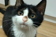 猫的忧郁之谜（探索猫突然难过的原因与解决方法）