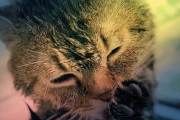 猫为什么吃饱饭后爱洗脸？（解析猫洗脸的原因及意义）