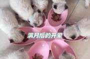 如何正确喂养一个月大的猫（满足小猫成长需求，让它健康快乐一生）