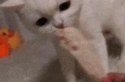 解决猫咪咬人的方法和技巧（解决猫咪咬人的方法和技巧）