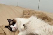 如何判断猫咪是否怀孕（简单三步骤帮你解答猫咪怀孕的疑惑）
