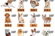 剃光毛的蝴蝶犬需要多久才能长出毛来？（蝴蝶犬毛发生长周期及相关注意事项）