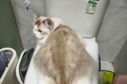 如何让害怕洗澡的猫猫乐意洗澡？（采取逐步训练方法帮助猫咪克服洗澡恐惧）