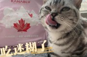 月猫咪的营养需求与饮食安排（了解猫咪的饮食习惯，让它们健康快乐）