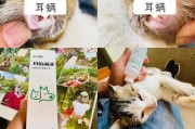 猫耳朵痒该用什么药？（探究有效的猫耳朵痒治疗方法）