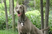 维兹拉犬的饲养方法（如何养好一只维兹拉犬）