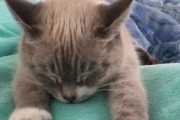 猫咪为何会套肠？（探究猫咪套肠的原因和预防方法）