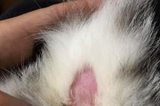 猫咪舔尾巴和肛门的意义揭秘（探究猫咪舔尾巴和肛门的行为原因及健康意义）
